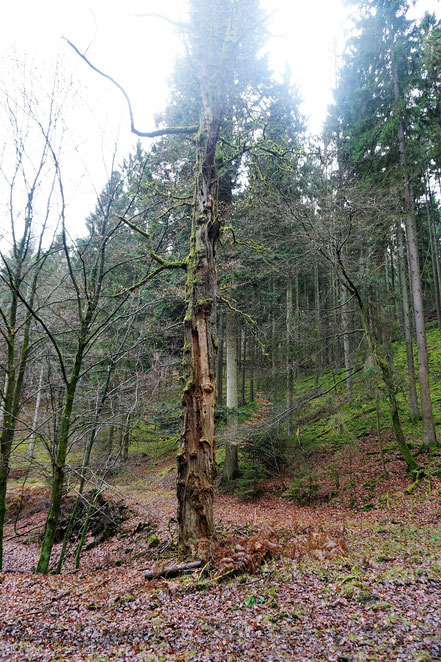 Toter Baum in einem Wald symbolisiert Herausforderungen in der Krisenbewältigung und Psychotherapie.