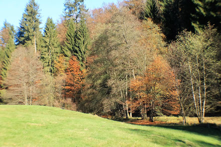 Herbstlicher Wald symbolisiert natürliche Heilung und die Verbindung von Psyche und Körper.