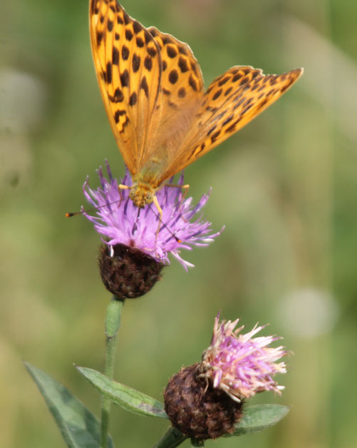 Schmetterling auf Distelblüte als Symbol der Hoffnung und Transformation in der Suchtberatung